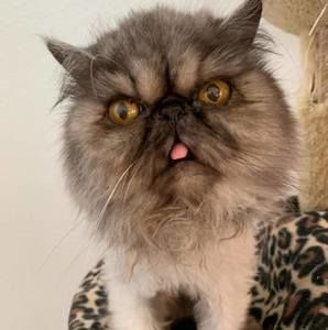 Meet your Posher, Mandy